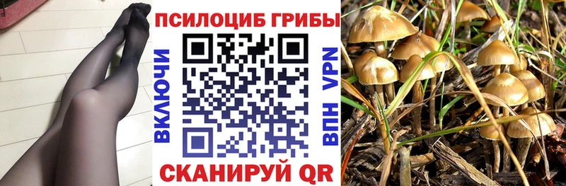 Псилоцибиновые грибы Cubensis  купить  сайты  Луга 